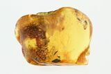 Detailed Fossil Termite and Winged Ant in Baltic Amber #270601-1